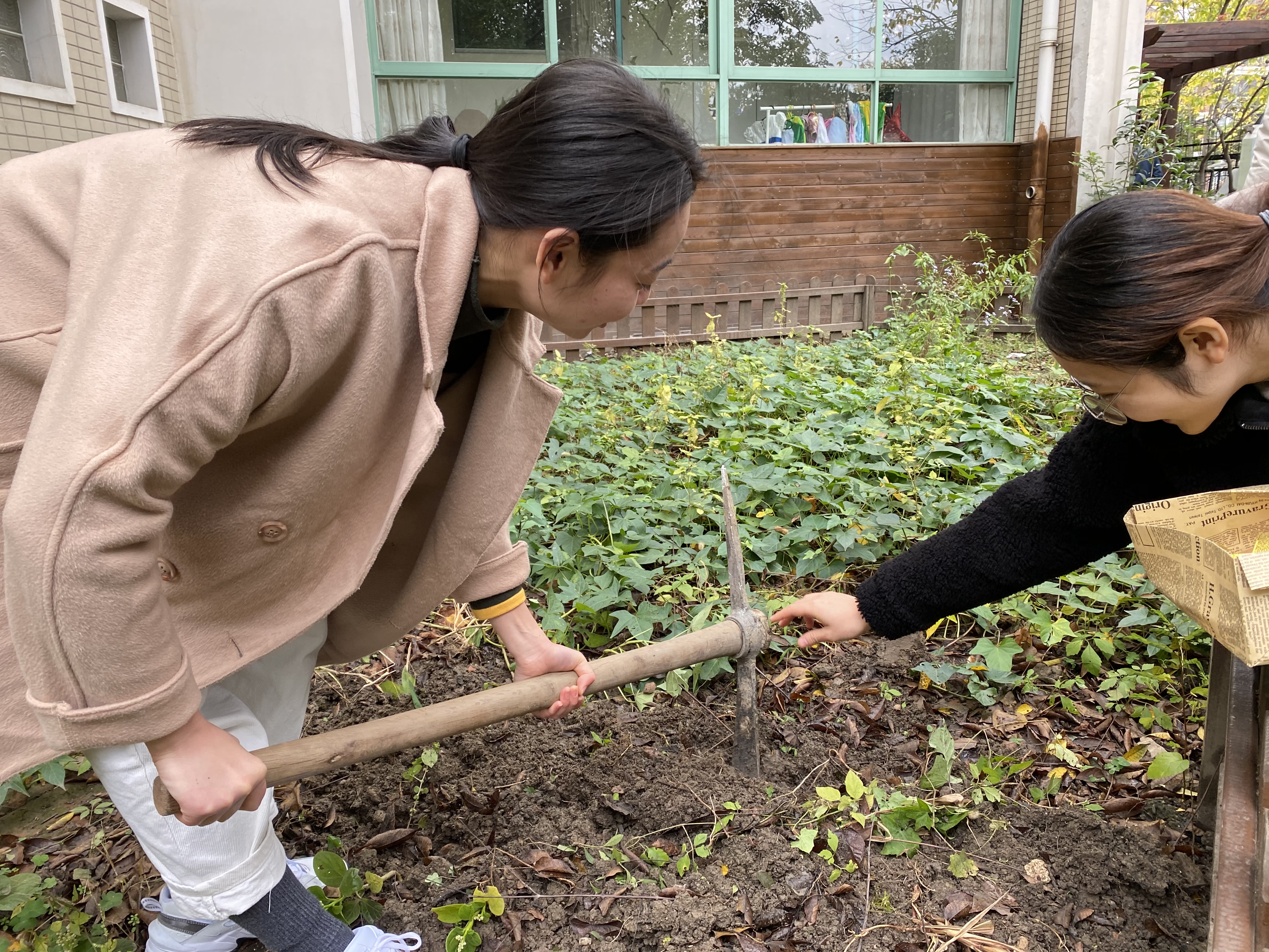 紫荆老师翻地播种子.JPG
